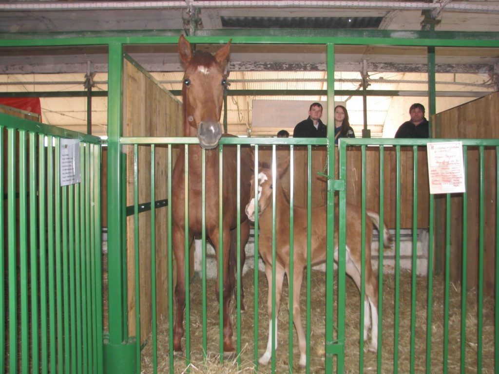 2015 Zabrana konja HSS 1