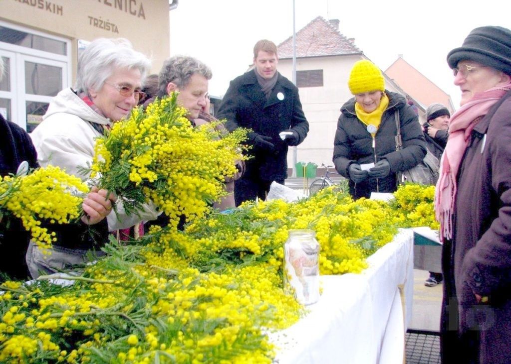 mimoze1 17