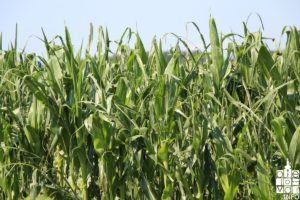 2018 elementarnanepogoda2018 11