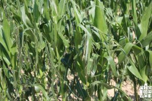 2018 elementarnanepogoda2018 18