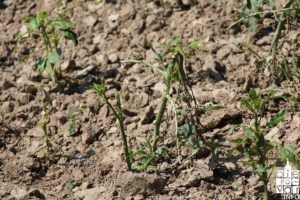 Elementarna nepogoda suša