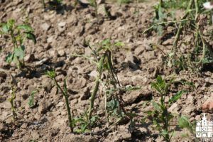 2018 elementarnanepogoda2018 57