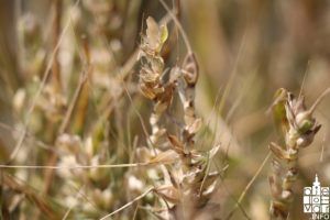 2018 elementarnanepogoda2018 58