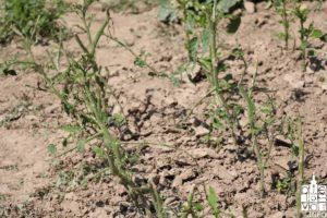 2018 elementarnanepogoda2018 61