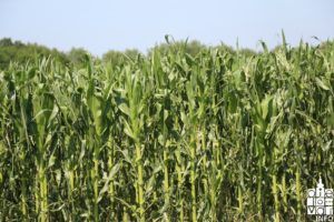 2018 elementarnanepogoda2018 9