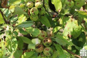 2018 elementarnanepogoda2018 91