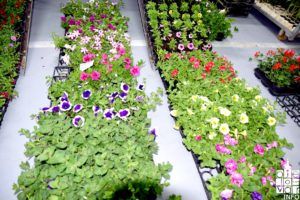 2019 sajam cvijeća 107