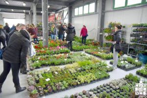2019 sajam cvijeća 109