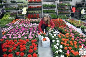 2019 sajam cvijeća 115