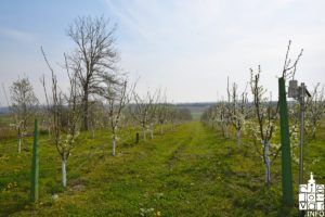 2019 šljive aronija 1