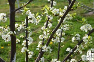 2019 šljive aronija 7