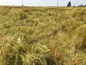 2019 bjelovar info A bajs 1