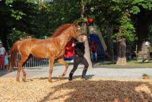 2019 bjelovar info terezijana 34
