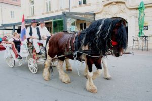 2019 bjelovar info terezijana drugi dan 58