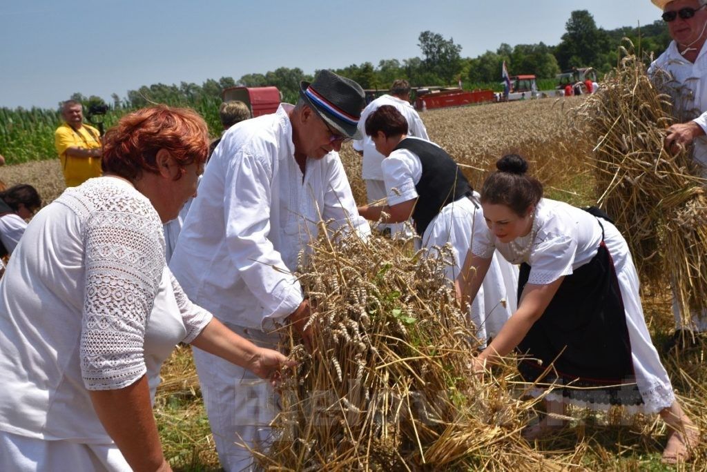 Tradicionalna žetva dolazi u Veliki Grđevac, a po prvi put će se održati i Traktorijada! 2019 bjelovar info zetva 145 1