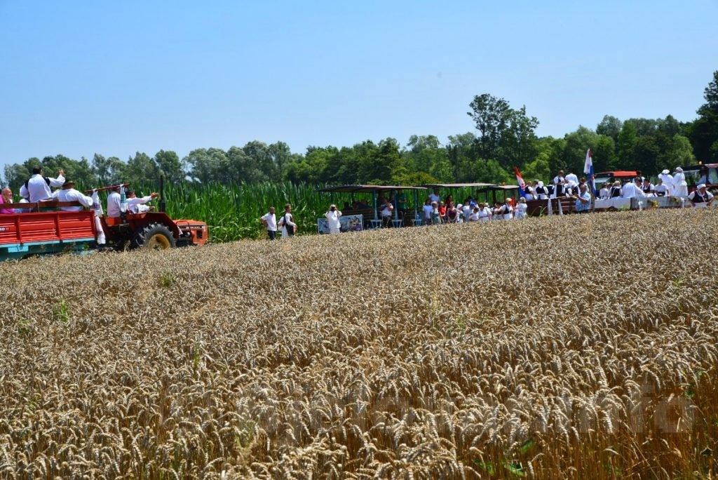 Berek ove nedjelje domaćin 21. manifestacije “Žetva na starinski način” – pogledajte program 2019 bjelovar info zetva 57