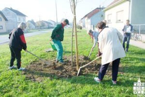 2019 bjelovar info bjelovar drveće 12