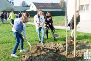 2019 bjelovar info bjelovar drveće 15