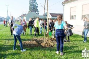 2019 bjelovar info bjelovar drveće 18