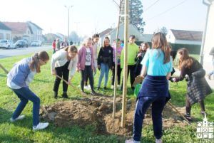 2019 bjelovar info bjelovar drveće 21 1