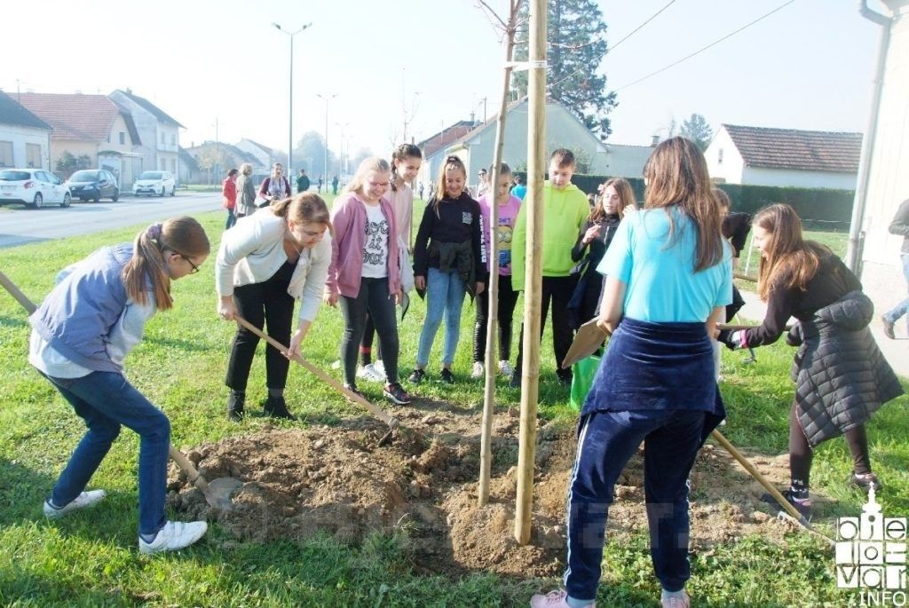 2019 bjelovar info bjelovar drveće 21