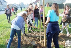 2019 bjelovar info bjelovar drveće 22