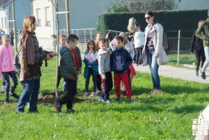 2019 bjelovar info bjelovar drveće 27