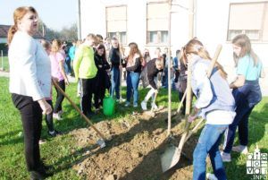 2019 bjelovar info bjelovar drveće 31