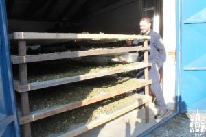 2019 bjelovarinfo polcija marihuana 36