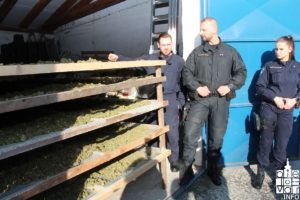 2019 bjelovarinfo polcija marihuana 40