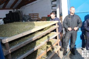 2019 bjelovarinfo polcija marihuana 41 1