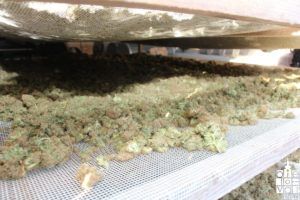 2019 bjelovarinfo polcija marihuana 43