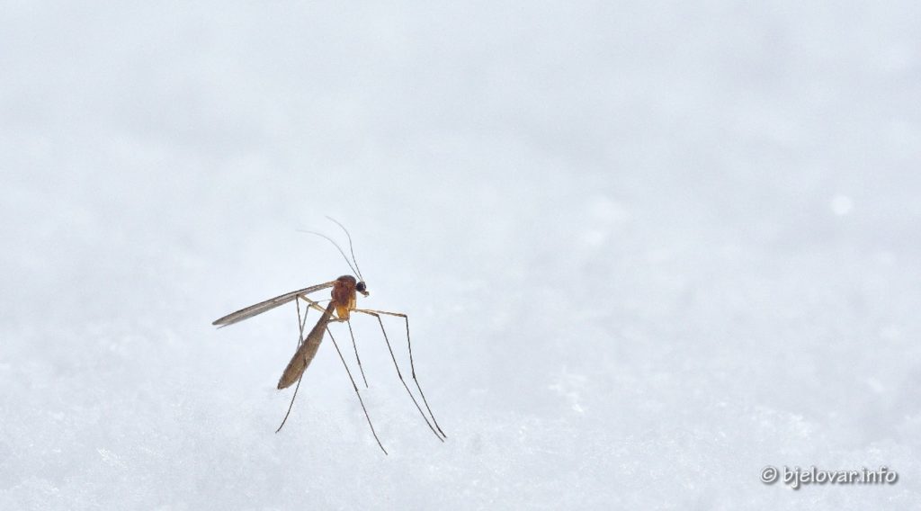 Uz koronu čeka nas još jedna beštija KOMARCI Poslušajte stručnjake