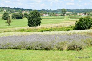 2020 7 20 manjine 37