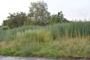 2020 8 19 ambrozija 1