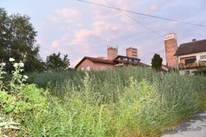 2020 8 19 ambrozija 9