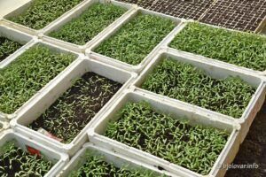 2021 03 08 bjelovar 11