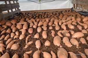 2021 03 08 bjelovar 9