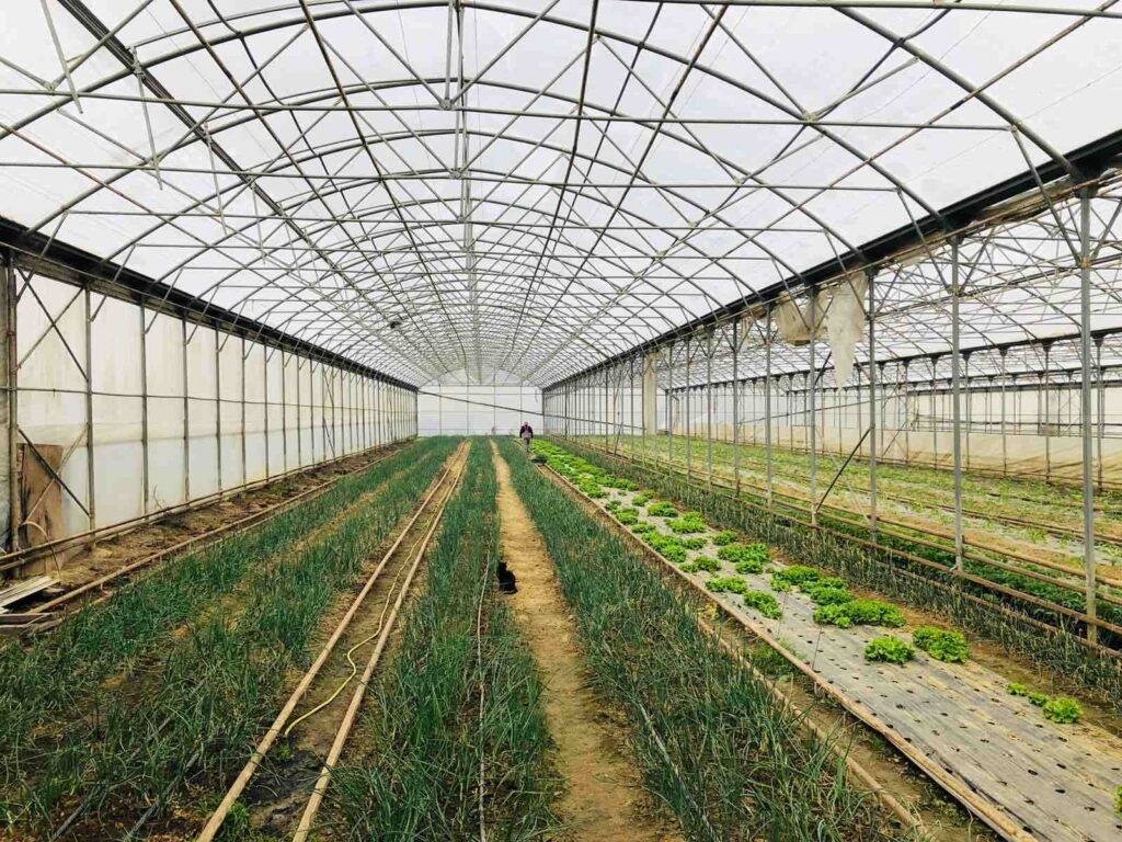 bjelovarski dorucak 10