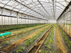 bjelovarski dorucak 9