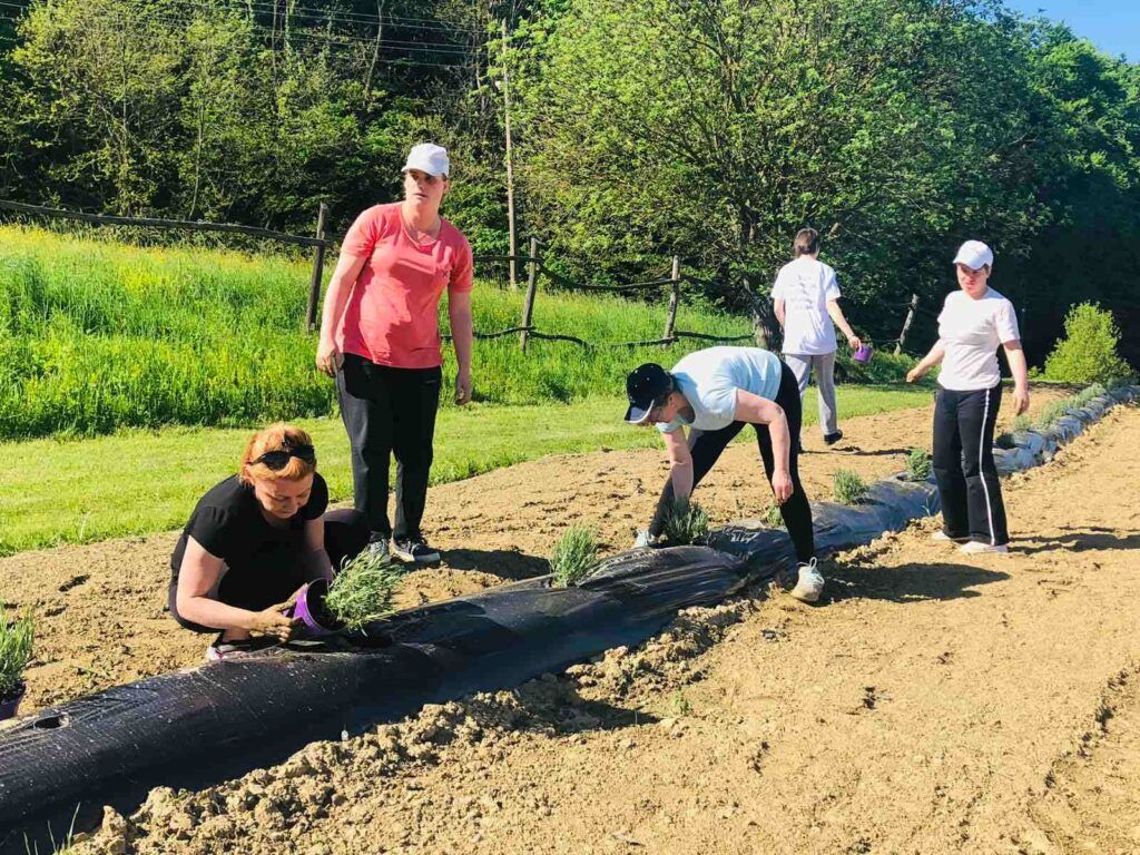 Druženje uz miris lavande: Udruge Osit i Roma Lovara u sadnji ljekovitog bilja lavanda 9