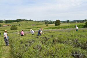 2021 08 04 lavanda 84