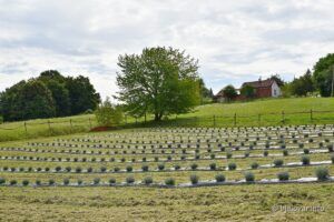 2021 08 04 lavanda 86