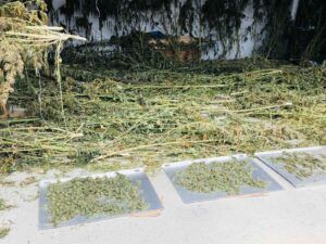 policija marihuana 13