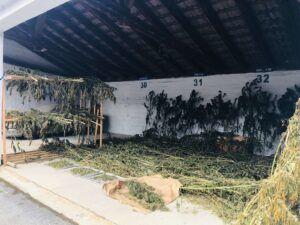 policija marihuana 16