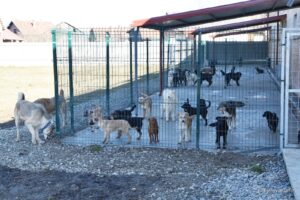 2022 02 09 skloniste za pse 73