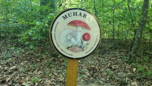 staza veliki grdevac 5