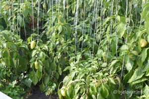 2022 10 13 opg bobinac 27