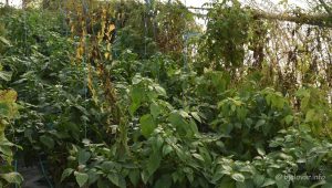 2022 10 21 opg filic 39