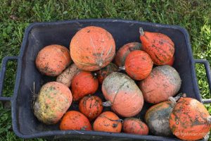 2022 10 21 opg filic 40